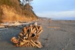 PICTURES/Kalaloch Lodge & Beach Olympic NP/t_P1260716.JPG